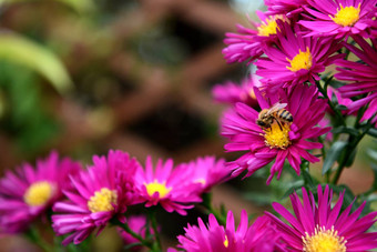 蜜蜂采取花粉花蜜粉红色的米迦勒节雏菊