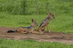 野生狗危险的哺乳动物动物非洲萨凡纳肯尼亚