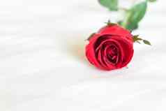 特写镜头红色的玫瑰白色床上背景爱浪漫的感觉