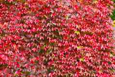 秋天秋天背景红色的叶子背景