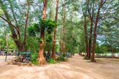 高热带树海滩安达曼海泰国