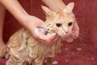 女手肥皂洗发水首页猫