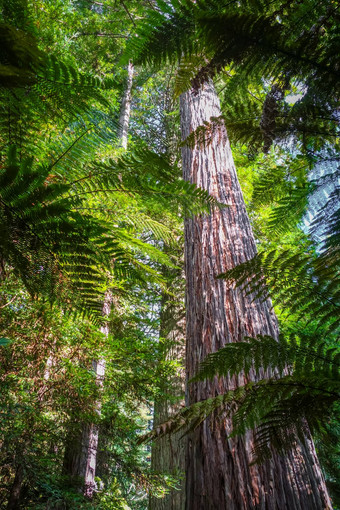 巨大<strong>的</strong>红杉资本<strong>红木</strong>森林罗托鲁瓦新西兰