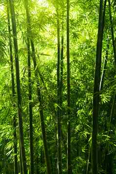 竹子树森林