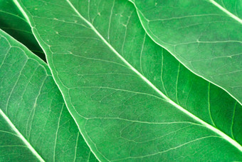 绿色叶子桉树纹理背景