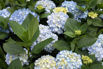 <strong>绣球</strong>花<strong>绣球</strong>花macrophylla