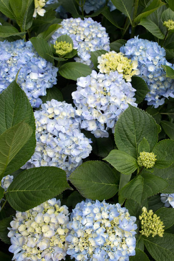 <strong>绣球花绣球花</strong>macrophylla