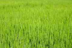 图像大米农场大米场绿色草绿色背景