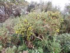 小黄色的日益增长的金雀花花提示灌木