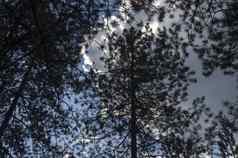前集团树松柏科的秋天森林