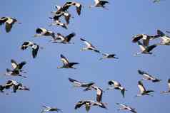 图像群亚洲开喙鹳Anastomusoscitans飞翔