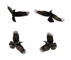 集团黑色的乌鸦飞行白色背景动物黑色的