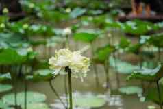 白色莲花涉水