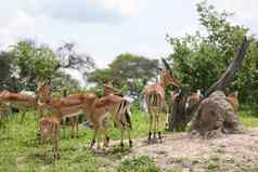 野生黑斑羚羚羊非洲博茨瓦纳萨凡纳