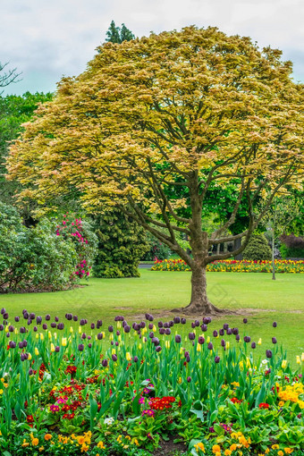 色彩斑斓的郁金香花树大炮山公园