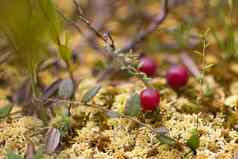 野生小红莓日益增长的书秋天收获新鲜的成熟的小红莓莫斯特写镜头