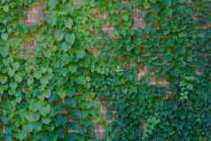 砖墙绿色葡萄树