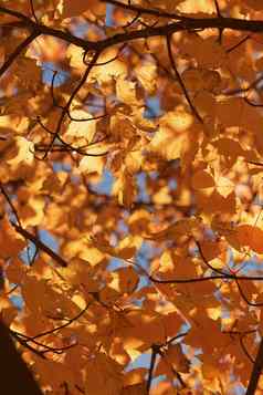 黄金黄色的秋天枫树叶子