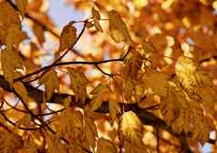 黄金棕色（的）秋天枫木叶子