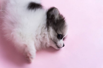 特写镜头可爱的婴儿波美拉尼亚的狗粉红色的背景宠物治愈