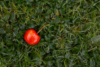 明亮的红色的蟹苹果露湿的草