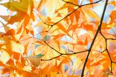 秋天季节色彩斑斓的树叶子
