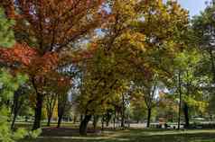 受欢迎的zaimov公园休息走秋天的黄色的红色的树叶