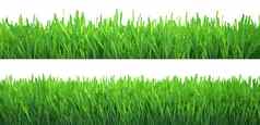 绿色草横幅集自然背景草地春天夏天季节植物增长呈现
