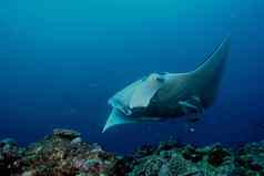 外套雷水下潜水照片马尔代夫印度海洋蝠鲼雷潜水水下加拉帕戈斯群岛岛屿太平洋海洋