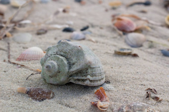 大海贝蛤沿海金沙海滩海景