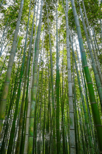 岚山竹子森林《京都议定书》日本