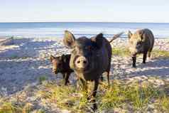 野生猪家庭摆姿势海海滩金沙