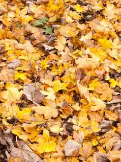 橙色黄色的叶地板上背景纹理秋天树叶