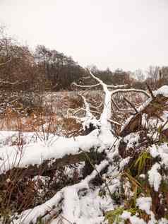 下降分裂树树干树皮覆盖雪湖
