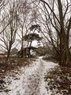 冬天人行道路径森林雪覆盖地板上树