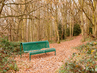 绿色森林公共板凳上空孤独树拱秋天冬天