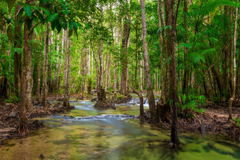 厚阴暗的丛林亚洲清洁河