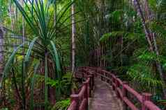 丛林徒步旅行小道当地的具有里程碑意义的甲米公园泰国