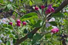 苹果盛开的三叶草果园春天时间