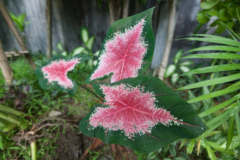 贝母植物叶子