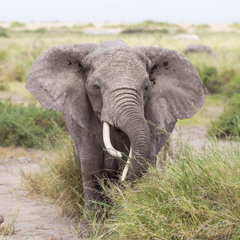 野生大象安博塞利国家公园肯尼亚
