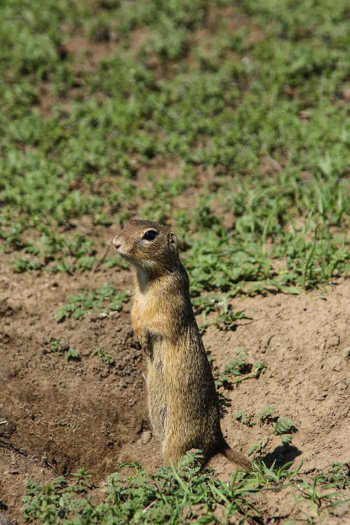 小田鼠站腿警报环绕声