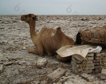 运输盐板骆驼卡鲁姆湖达纳基尔部落<strong>远方</strong>埃塞俄比亚