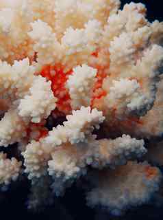 白色海珊瑚纹理
