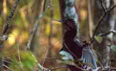 女美洲蛇鸟鸟被称为美洲蛇鸟美洲蛇鸟