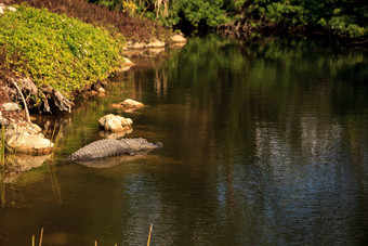 美国鳄鱼鳄鱼密西西比州