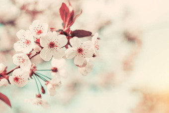 春天背景艺术白色樱桃开花