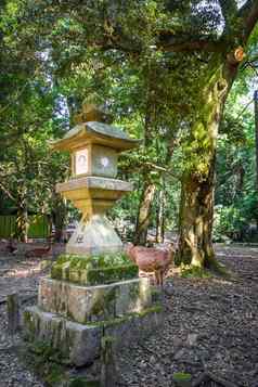 梅花鹿鹿春日大社奈良公园日本