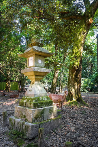 梅花鹿鹿春日大社奈良公园日本