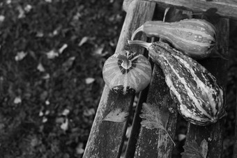观赏葫芦秋天叶子木板凳上